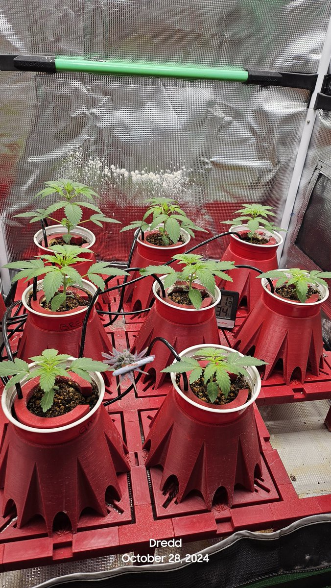 Dredd Prints - Steve tweet media