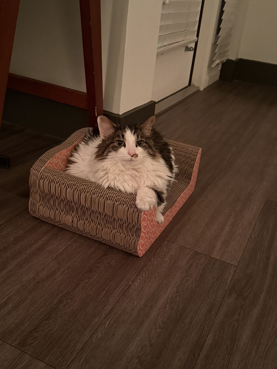 chewy & friends 🌈 lucy tweet media