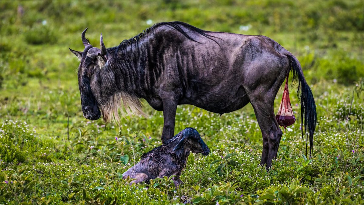 congemasafaris's tweet photo. The Serengeti comes alive with pure wonder and drama during the Wildebeest Calving Season! Over just a few weeks, hundreds of thousands of wildebeest calves are born — often all at once.
https://t.co/deJEhB3wsT https://t.co/tCzulaAsE4