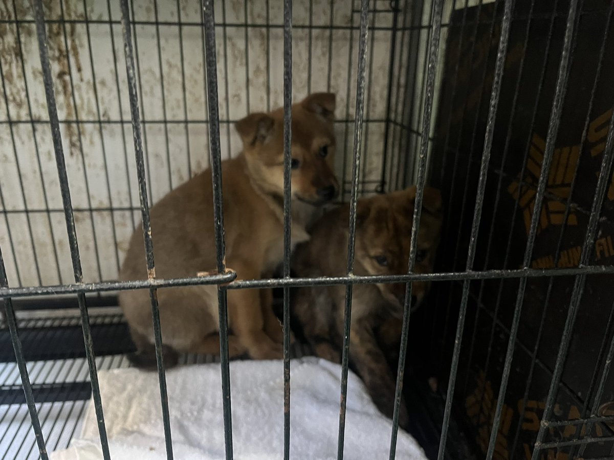 Kimbeomchel's tweet image. 나는 사실 범철이 누나가 너무 신경쓰여
범철이가 겁이 너무너무 많아서
범철이 누나가 딱 달라붙어서 범철이 지켜주고 있었음
두 마리 다 데려오고 싶었지만 여건이 안 됐고
우리 범철이 누나도 좋은 곳으로 입양 갔음 좋겠어 ㅠㅠ 이렇게 의젓한 강즤가 어디있냐