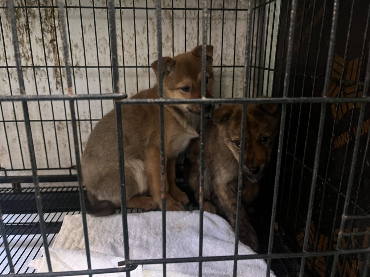 Kimbeomchel's tweet image. 나는 사실 범철이 누나가 너무 신경쓰여
범철이가 겁이 너무너무 많아서
범철이 누나가 딱 달라붙어서 범철이 지켜주고 있었음
두 마리 다 데려오고 싶었지만 여건이 안 됐고
우리 범철이 누나도 좋은 곳으로 입양 갔음 좋겠어 ㅠㅠ 이렇게 의젓한 강즤가 어디있냐