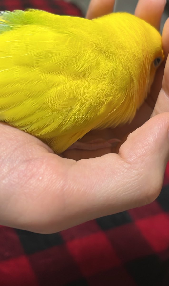 mochi84013's tweet photo. ねんねちゃん https://t.co/1nxwFcZV6Y