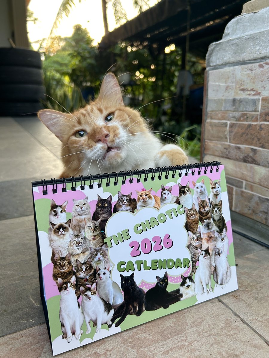 yemmeow's tweet photo. Dah  bulan February tapi kalendar masih ada 190pcs 🥶🥶 korang dah ada kalendar 2026? Kucing saya jual kalendar comel untuk buat rumah dorang hehee. Jemput la beli 

https://t.co/jZy7Ro5zuQ https://t.co/sdGUeJKaSc