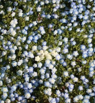 EL14a's tweet image. 鍋を買う、豪華な！ 👩‍🎤