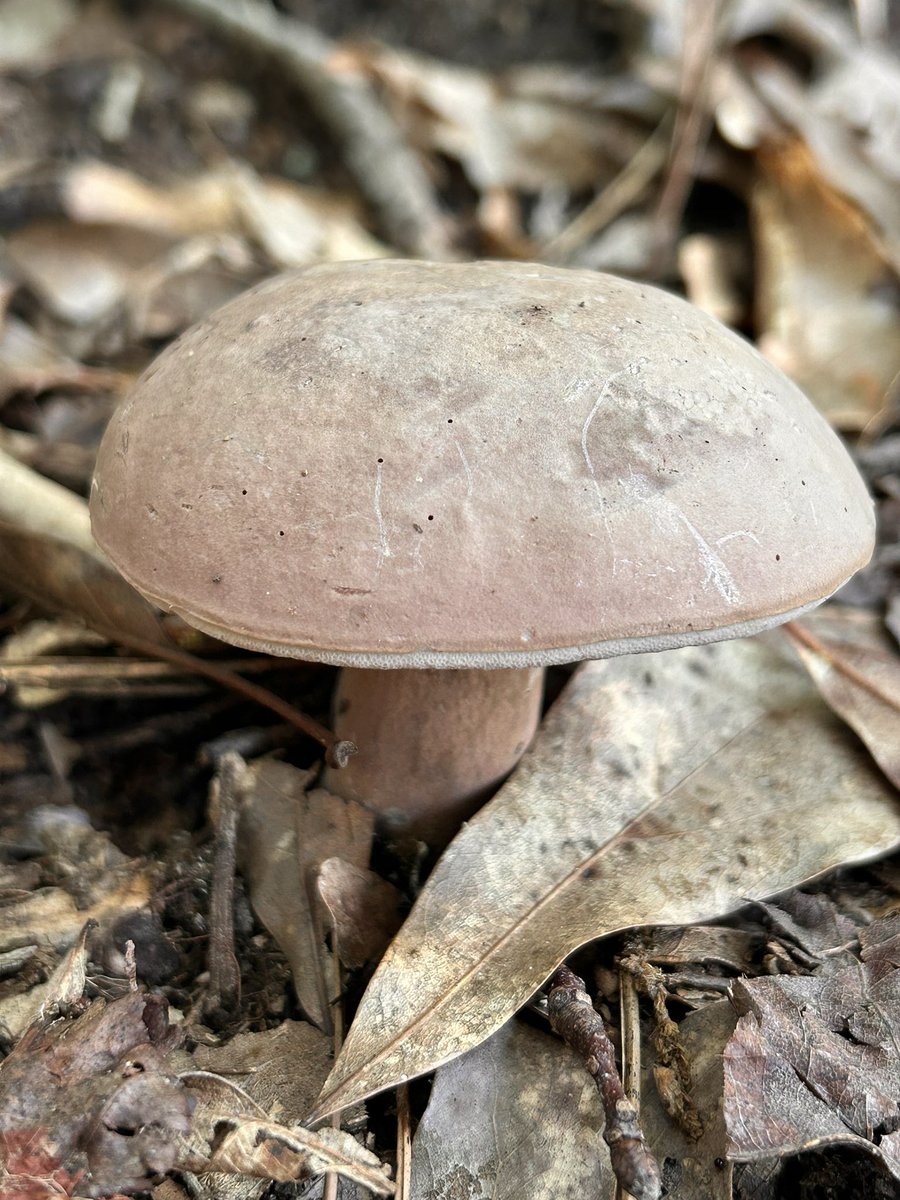 muamnkaujlig's tweet image. Share a mushroom photo for #MushroomMonday