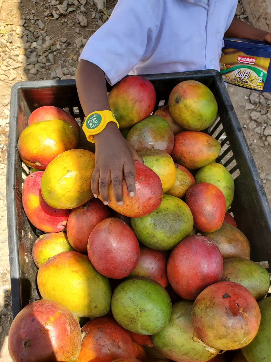 HonKangata's tweet photo. Met Wawira ,Food for Education Boss.

Discussed expanding Muranga  Schools Meals Pilot.
From current 45k to all 205k Muranga pupils( in phases) &amp;  hinging  farmers into the programme; building more kitchens,more jobs.

Muranga Mangoes were served in Nbi meals today. https://t.co/laUWQVaWE7
