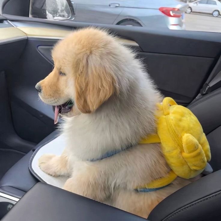 MYANTON_TH's tweet image. #บับเบิ้ลแอนตัน 🫧 260202

🦕: กลับมาเกาหลีอีกแล้วว
🦕: ในกระเป๋าผมมีอะไร
🦕: สงสัยไหมครับ? 
🦕: อื้อ ม่ายบอกหรอก~~

 #앤톤이즈히얼
#ANTON #앤톤 #RIIZE #라이즈