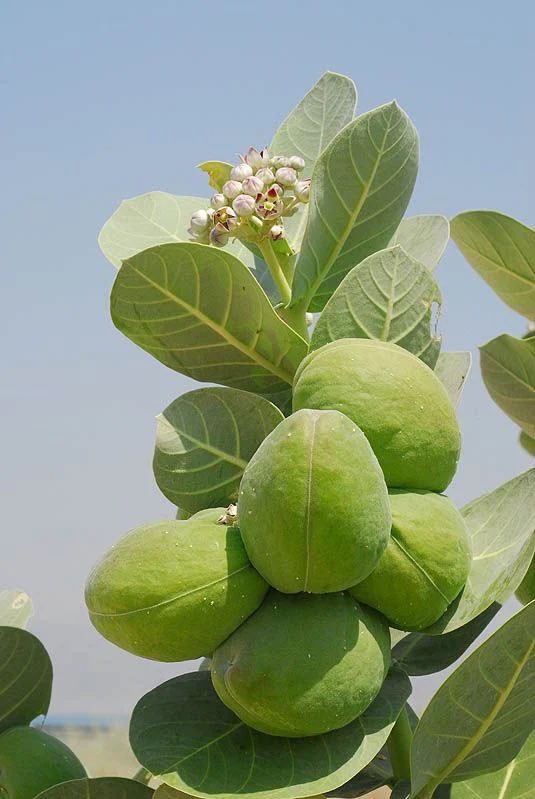 Keloids treated successfully. 

Nature heals.