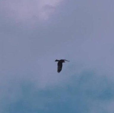 MidgetHunta's tweet image. 川である 🖐️