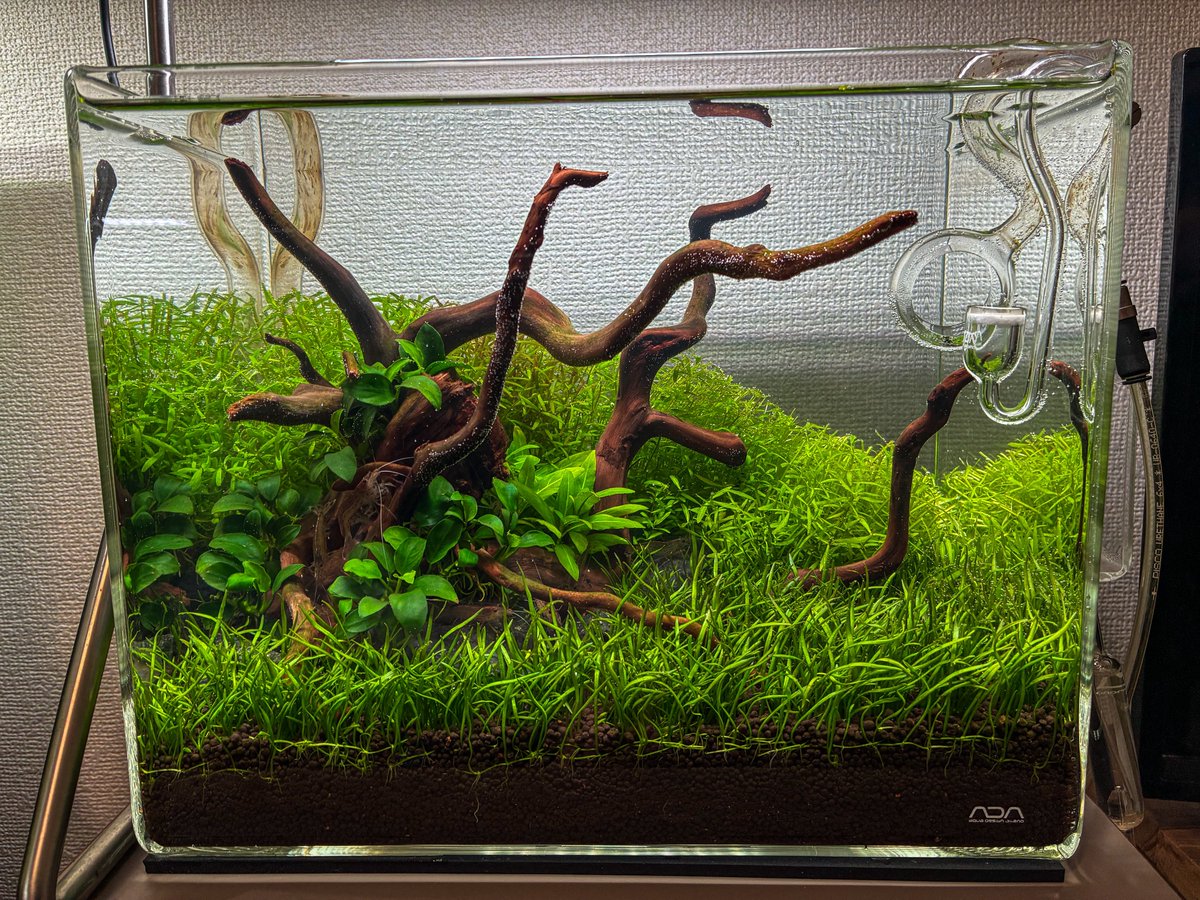 リリィパイプのコケが気になりますが、トリミングと水換え完了