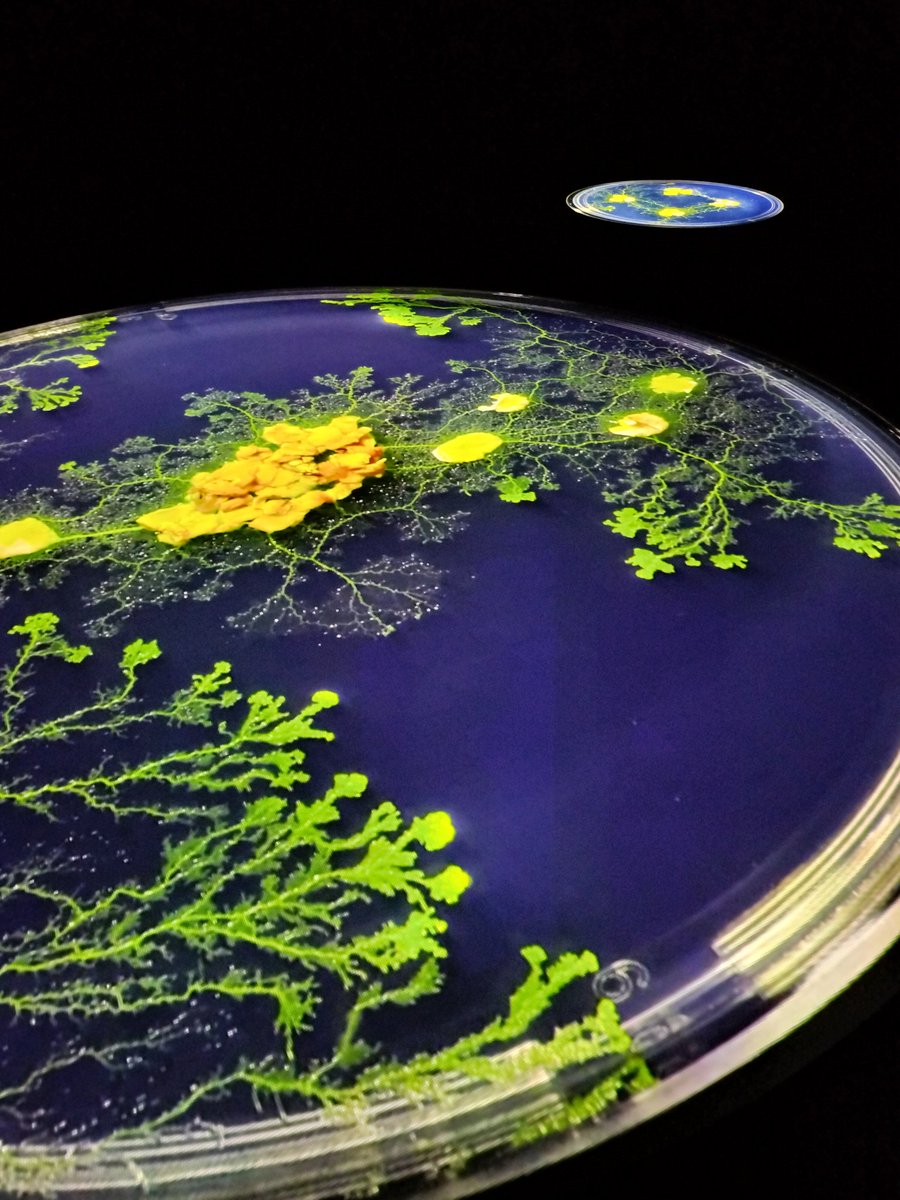 5BpXDJk1DRRNTcz's tweet image. 弱法師…すごく面白かったです
細菌を観た後だったからな
アングラっぽい映画とかお好な方に本当にオススメですっっ
無料なんて信じられない(´Д⊂ヽ♥
#SCARTS #札幌文化芸術交流センター #市原佐都子　さん