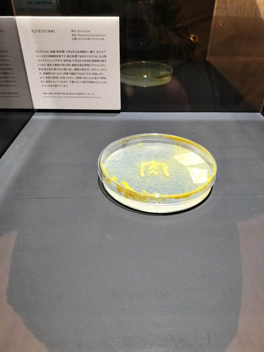 5BpXDJk1DRRNTcz's tweet image. 弱法師…すごく面白かったです
細菌を観た後だったからな
アングラっぽい映画とかお好な方に本当にオススメですっっ
無料なんて信じられない(´Д⊂ヽ♥
#SCARTS #札幌文化芸術交流センター #市原佐都子　さん