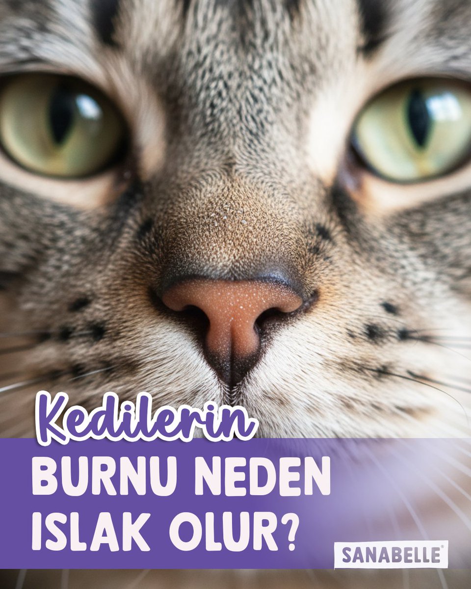 Kedilerin burnu neden hep serin ve ıslak? 🐱💧

Çünkü burunlarının nemli olması, kokuları çok daha güçlü algılamalarını sağlar 👃 Aynı zamanda vücut ısılarını dengelemeye yardımcı olur 🌿 Kısacası o ıslak burun, #kedilerin dünyayı keşfetme araçlarından biri 😻
