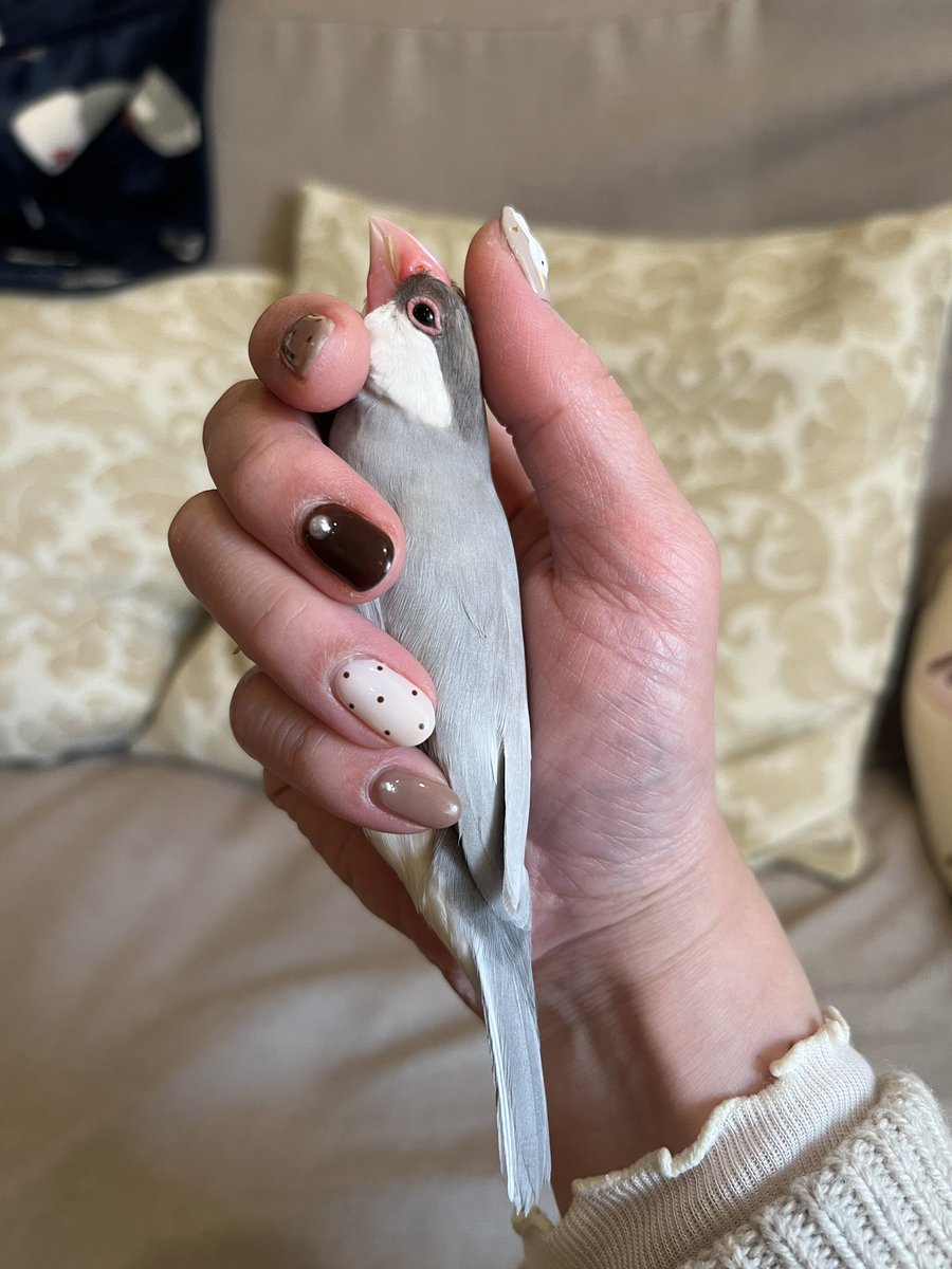 繁忙期…

夕方帰宅してからの放鳥タイム
甘えん坊全開で、ずっと抱っこされてます🥹🫶

🐦縦にされても抱っこがいい！