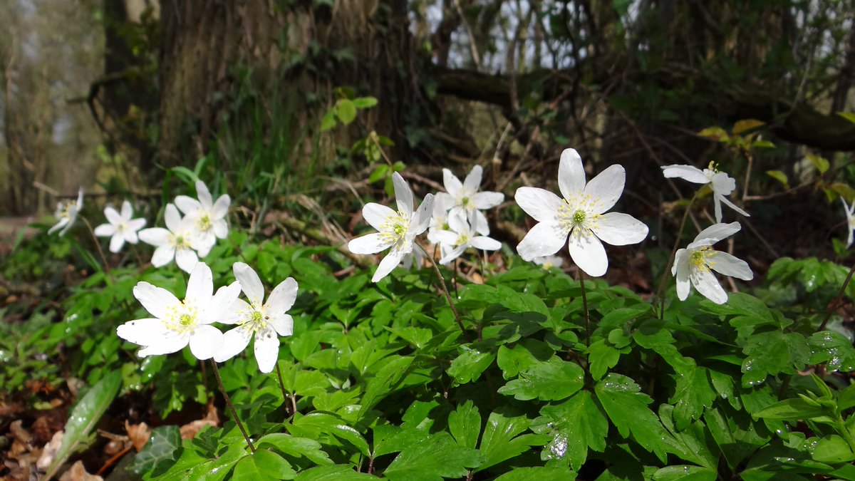 Wandelnet tweet media