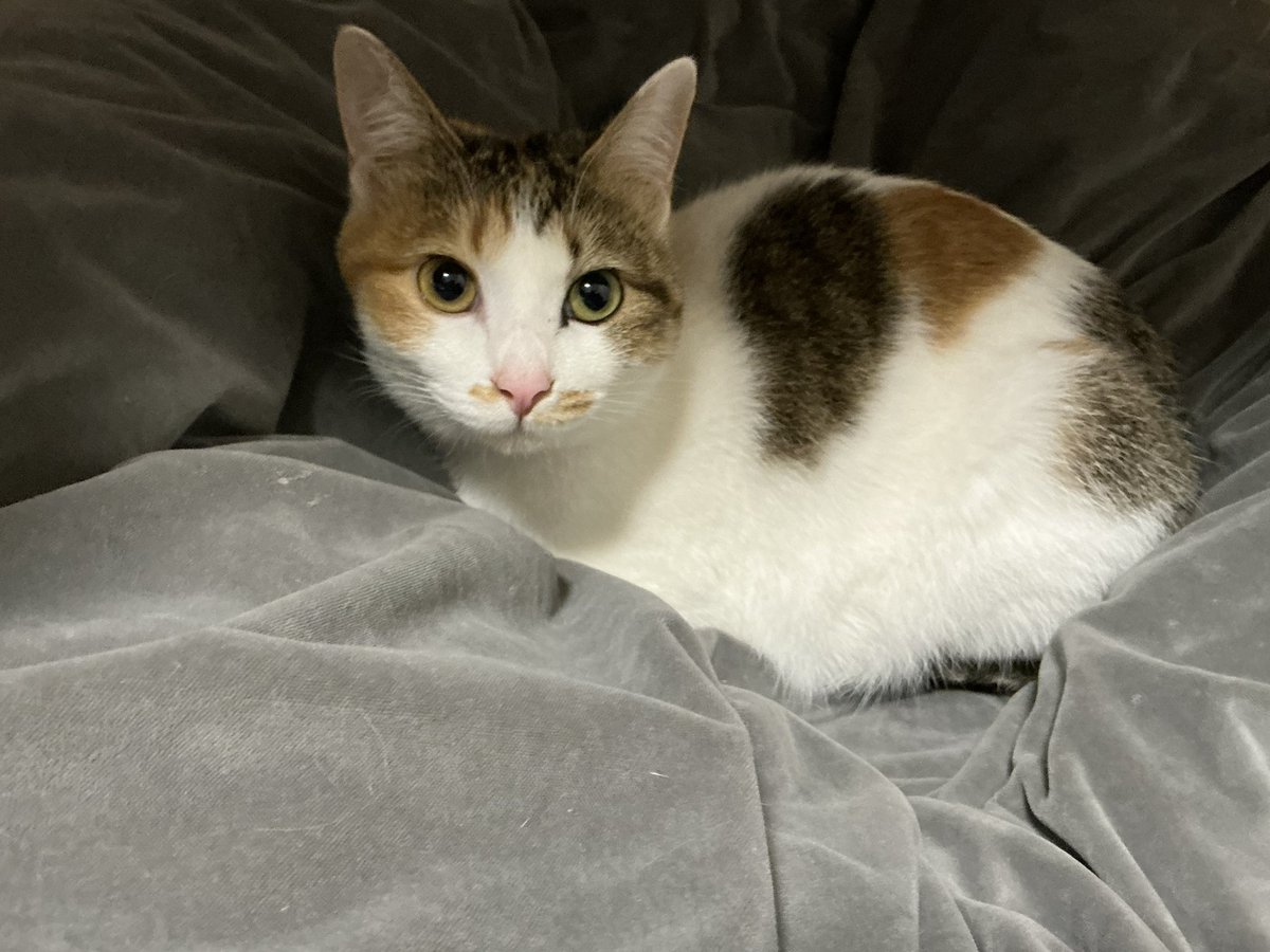 緊急でポストしてるんですけど
今日もセルジオ悦子は可愛いんやで