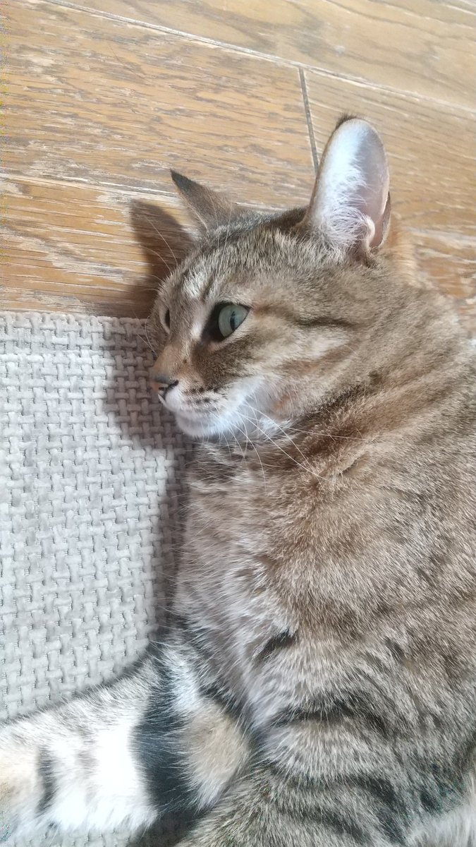 真顔でファンヒーターの熱を浴びてる😂