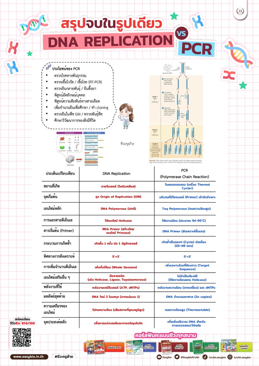 easybioKruFai's tweet image. 🧬DNA Replication vs PCR
ฉบับอ่านหน้าห้องสอบ

#ชีวะครูฝ้าย #DEK69 #ALevelชีวะ #NETSATชีวะ #สอวนชีวะ