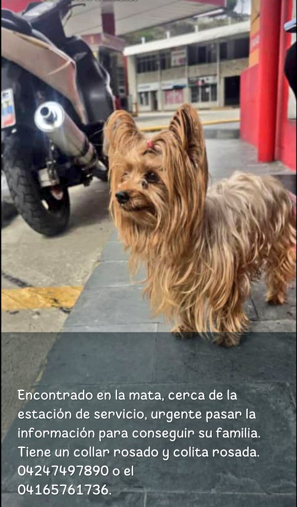 RP <a href="/Mary_Jar/">🟣Mary X 🐕🐈</a>: Peludita busca a su familia humana. 

Mérida/ La Mata 🚨🚨🚨