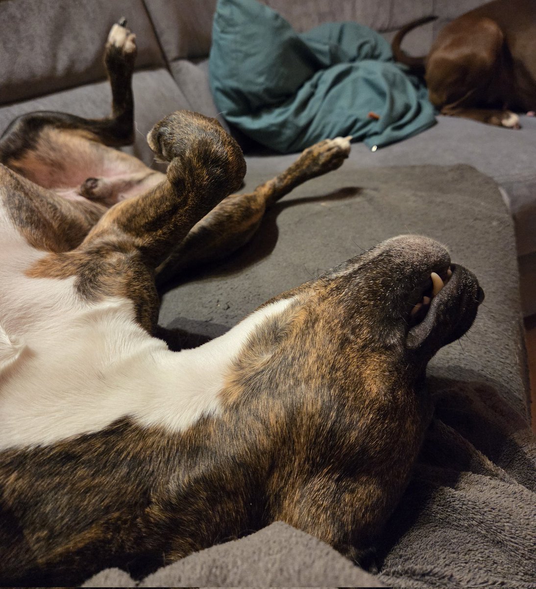 EnergyBorder's tweet image. Hunde feiern das Leben auf Arten, die wir vergessen. Der kürzeste Spaziergang, das kleinste Leckerli, ein gemeinsames Nickerchen - sie erinnern uns daran, dass das Glück in den kleinen Momenten liegt.