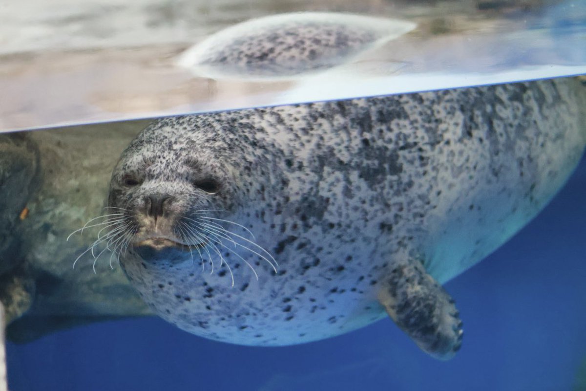 温泉アザラシオーダーページ かお🦭 (@nas_oak) / Posts / X