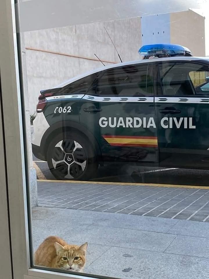 MqGuardiaCivil's tweet photo. ¡Feliz tarde!
Un minino algo cotilla 🐱
Estaba yo preparándome para salir y.... allí apareció Don Gato😂
#gatos #Minino #lindogatito
#Masqueguardiacivil
#GuardiaCivil
#PersonasBajoUnUniforme
#Guardiacivilcomprometidos https://t.co/KoZLsFicW0