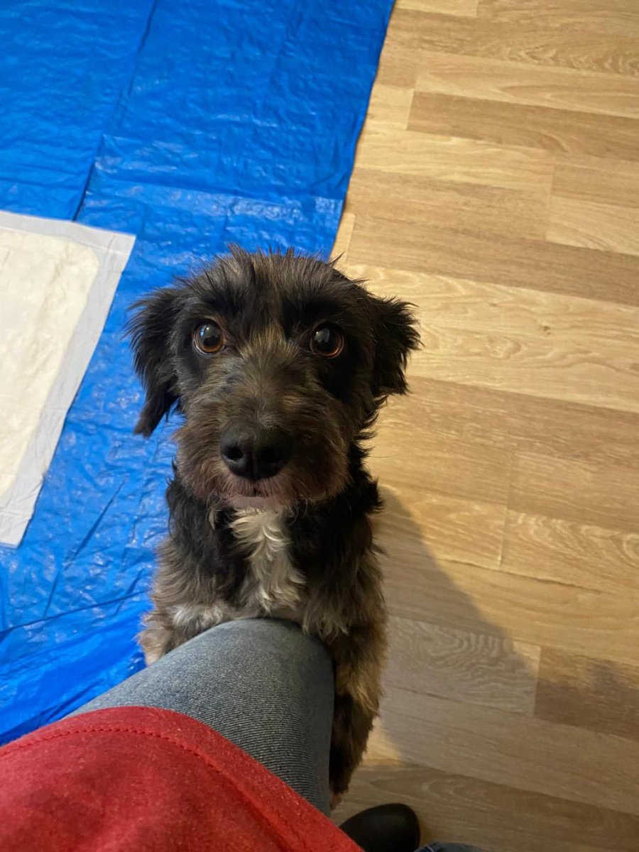 Onu bir bakım evinde tanıdık, sahiplendirdik ama maalesef ailesi hastalandığı için yeniden yuva arıyoruz İnsanlarla ve köpek dostları ile uyumlu. Ona ikinci bir şans vermek ister misiniz? 2  yaş 8  kg chipli ve kısır İstanbul 

İnstagram <a href="/zuhalce34/">zuhal</a>