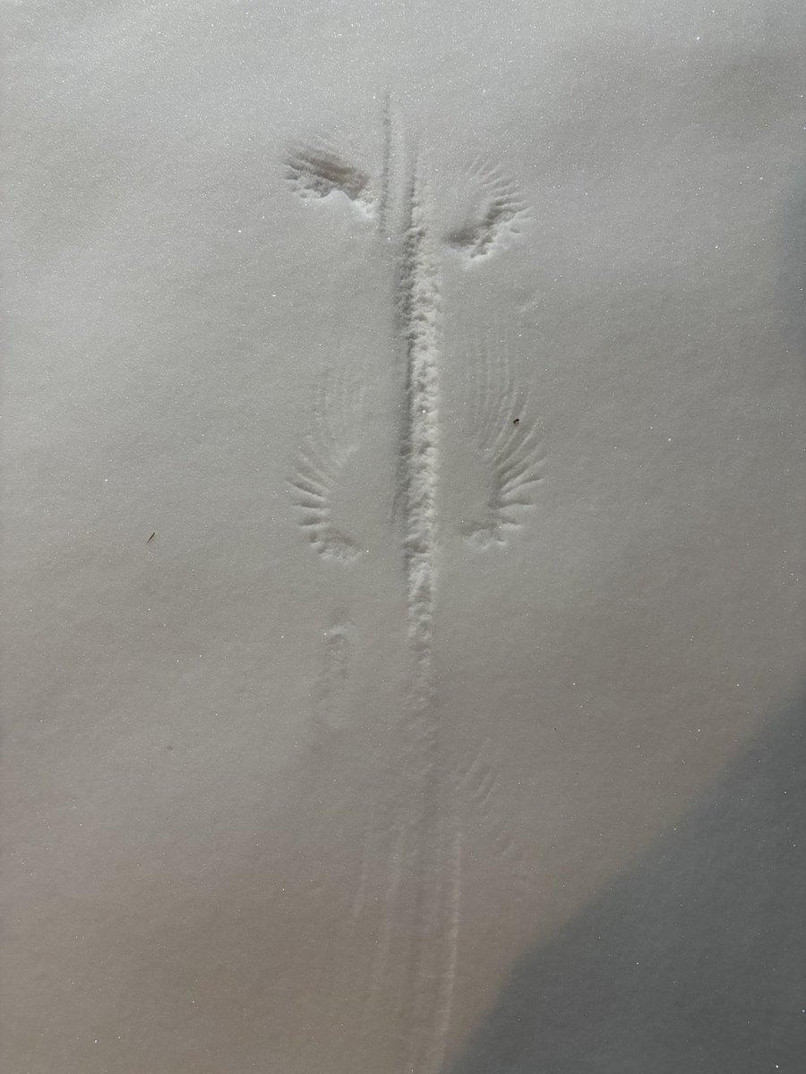 kidzbopexplicit's tweet photo. @CLTGuide From Monroe first picture is where a bird landed in the snow https://t.co/kEwUrBlIcn