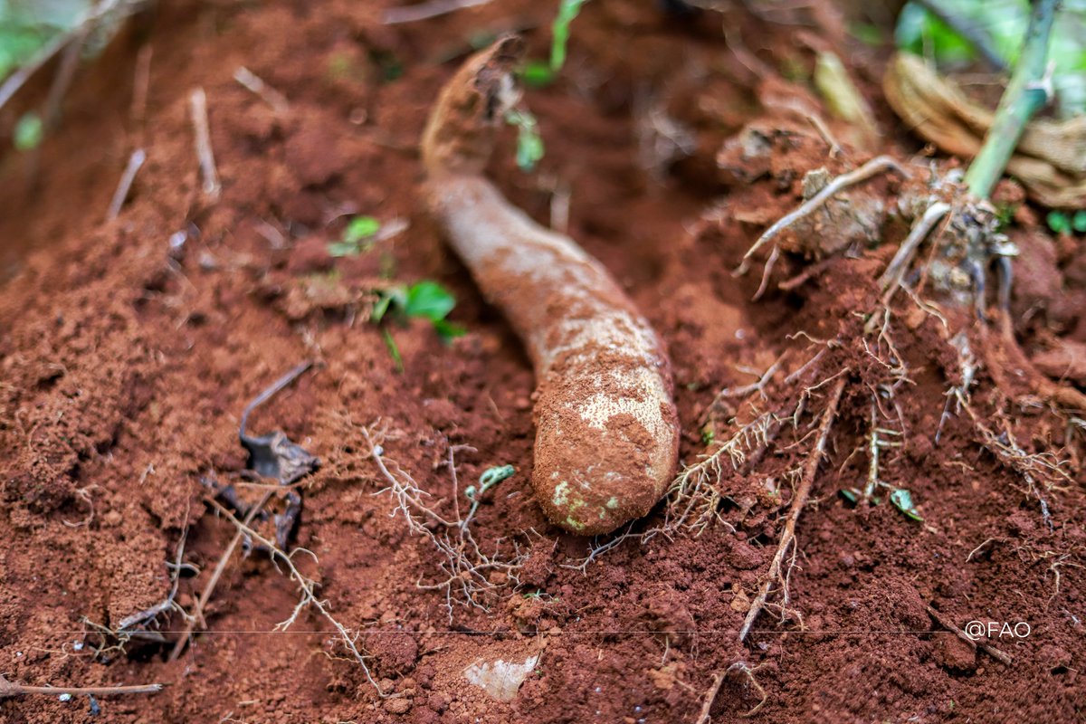 FAOHaiti's tweet photo. Cette visite confirme que l’appui de @EU_Partnerships via @FAO dépasse l’aide ponctuelle : il renforce des systèmes agricoles résilients face aux chocs et assure la pérennité de #laProduction nationale ainsi que la #SécuritéAlimentaire. https://t.co/wEX5V9Y4Zk