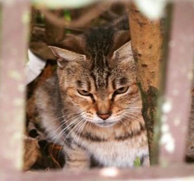 Spicro's tweet image. 超安心だ 🍳