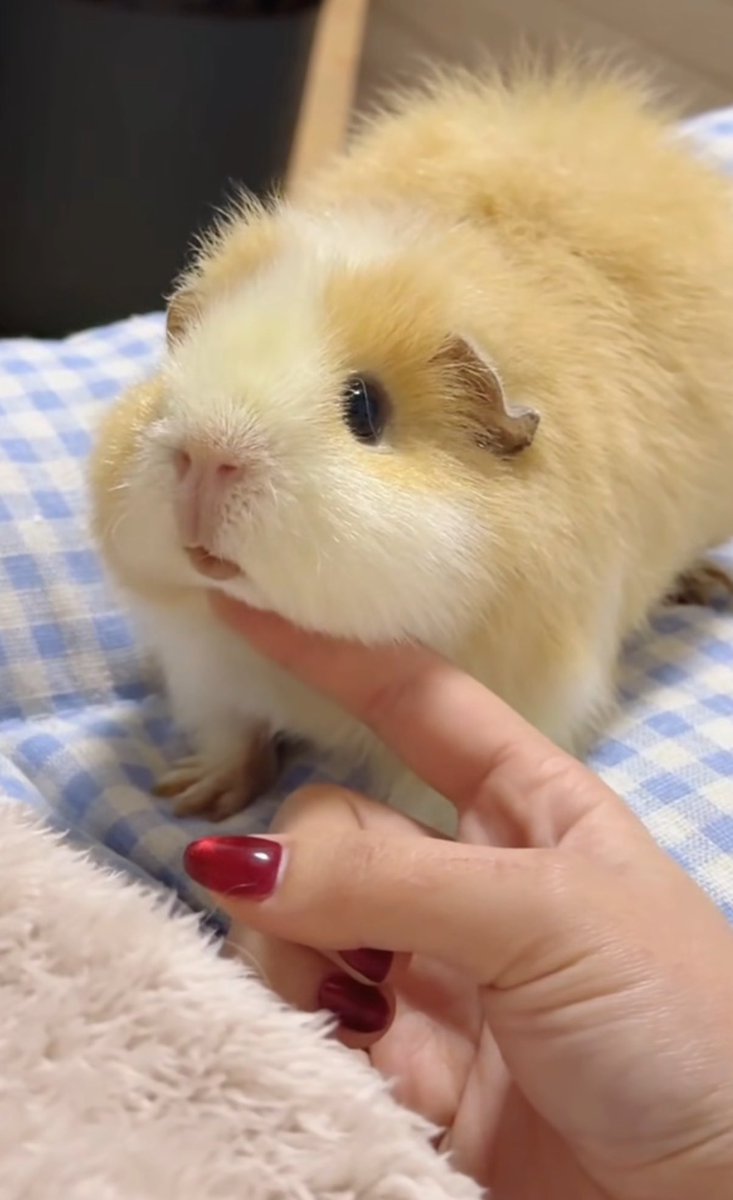 이사람완전기니인거 ㅇㅈ하시는분….