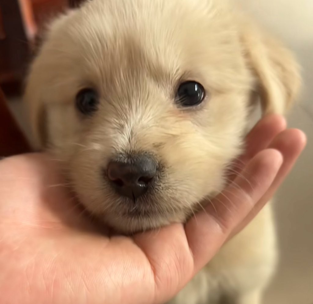 staywithharit's tweet image. พิเจ่งค้าบ ขออุ๋งหน่อย 🫴🏻🐶 ♡ ♡