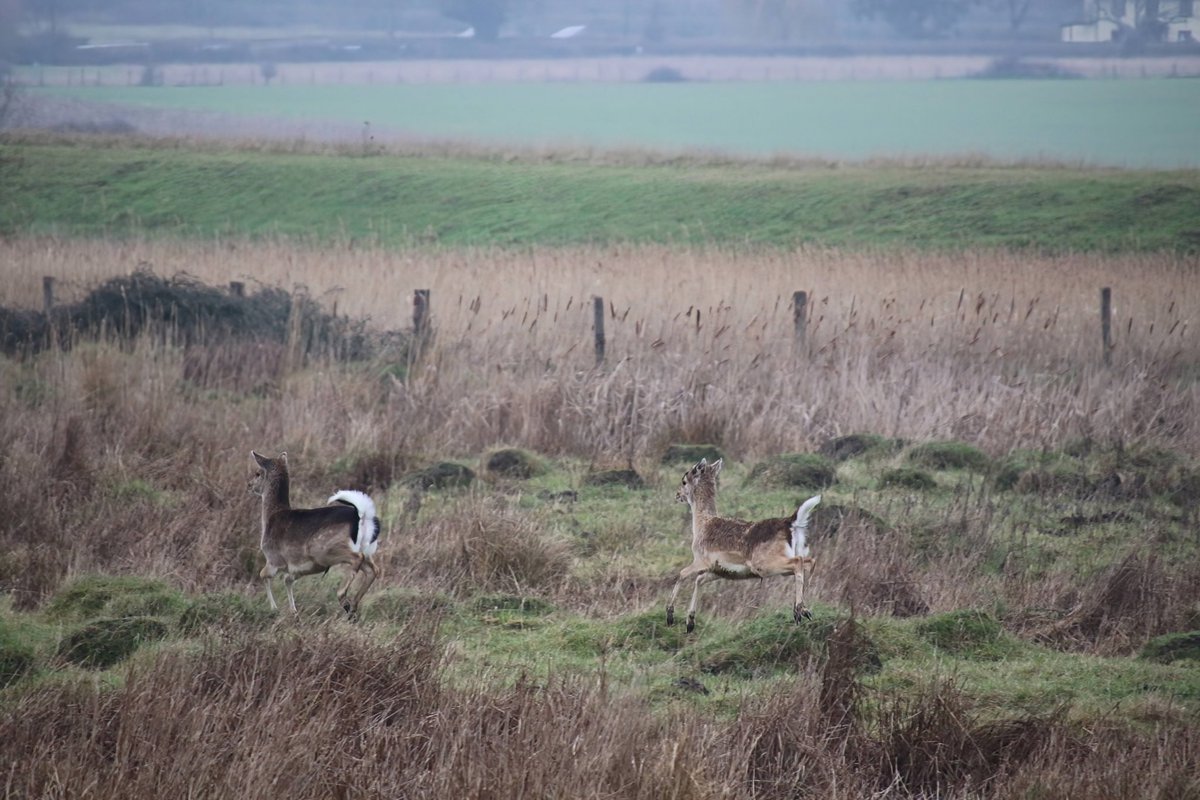 With Mrs G safely despatched to her country estate for a few days I had a little mooch around Howlands Marsh to help me get over her absence 🙃 Very high tide and grazing marshes sodden, bolshy bulls, deer and a few birds😉