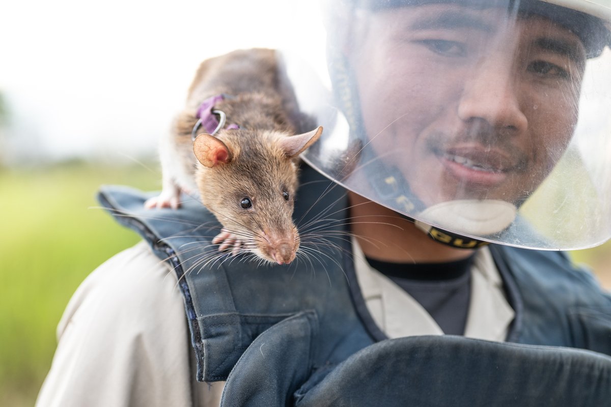 rockfish31 いまや地雷探知のできるネズミがいると言うのに…（軽いから