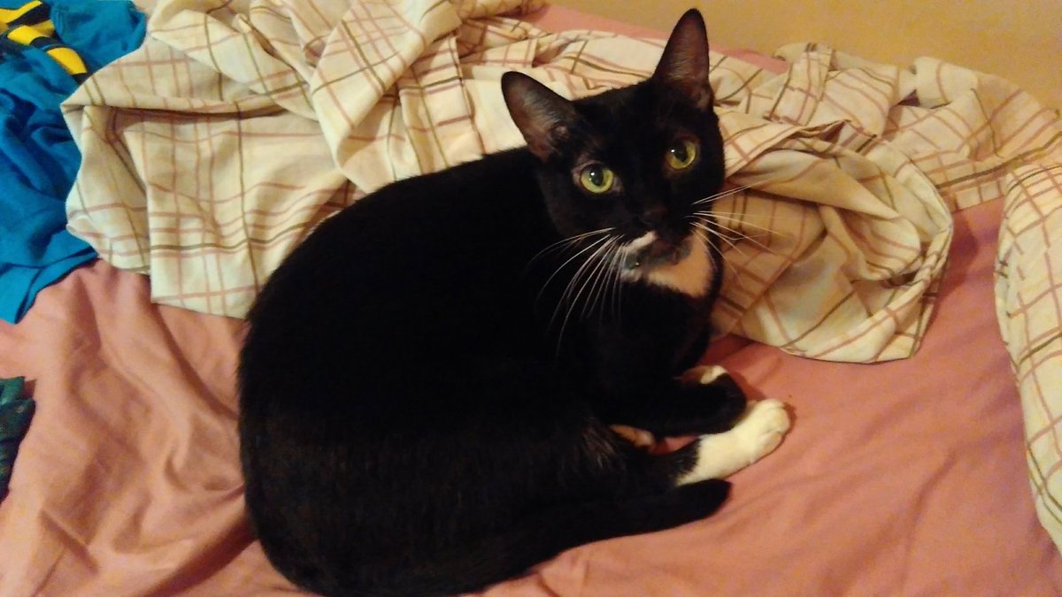 santoigo tweet media