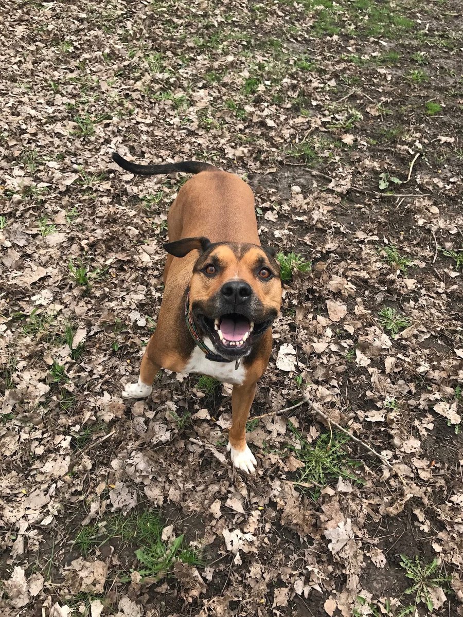 Tolss22's tweet photo. Dogs are a gift. Rip to the great one 💔

Love you forever Layla https://t.co/vbSG0nySDr