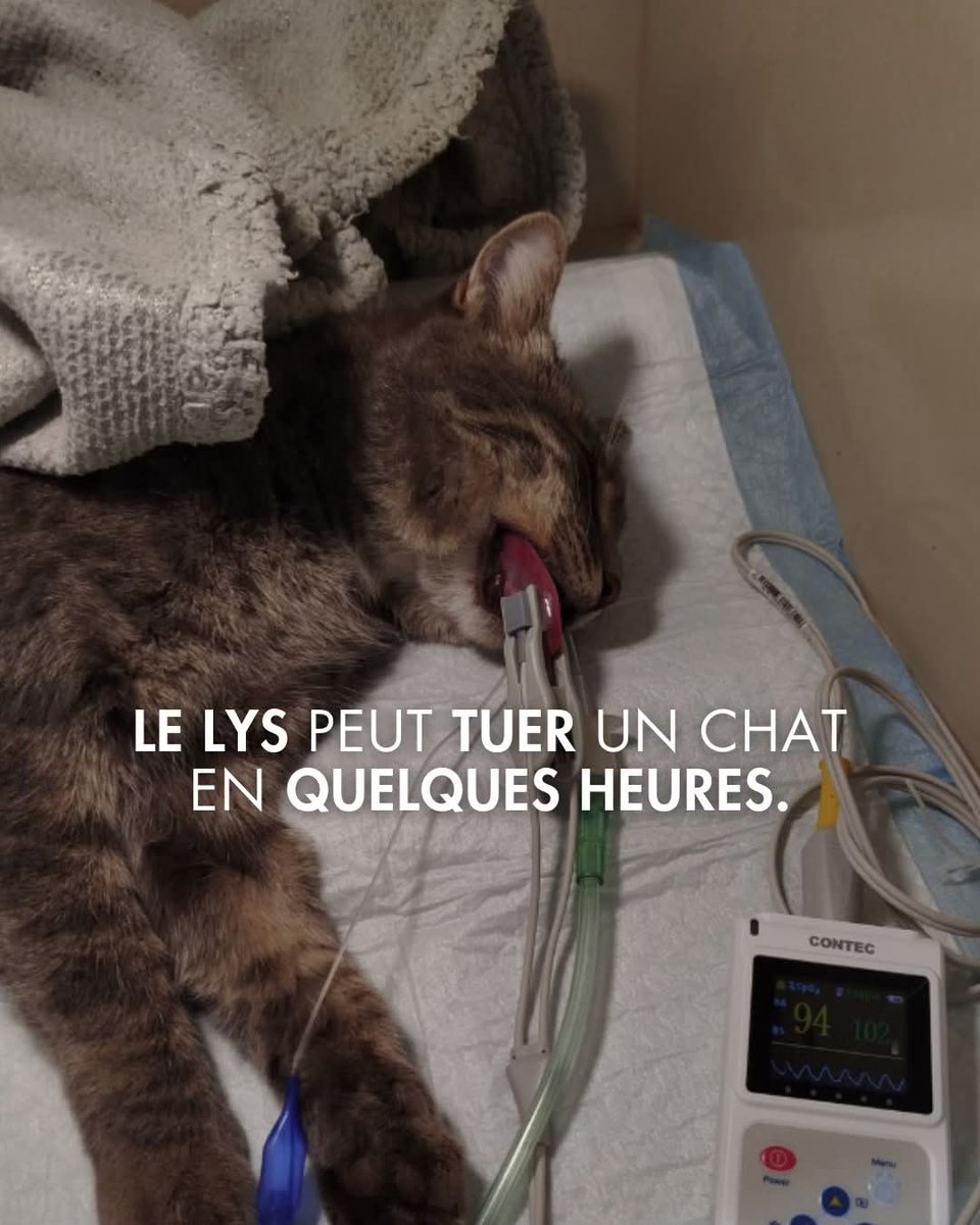 AdeaClaude's tweet photo. 🚨 BON À SAVOIR 🚨

Le lys est mortel pour les chats. Feuilles, pétales, pollen, eau du vase, tout est toxique, une simple exposition suffit. https://t.co/tU6vwrkDFV