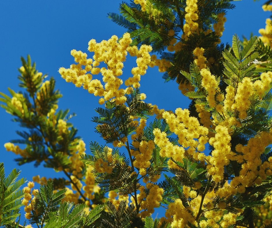 🌼✨ Benvido, febreiro ✨🌼
#febreiro #HOXEQueixos