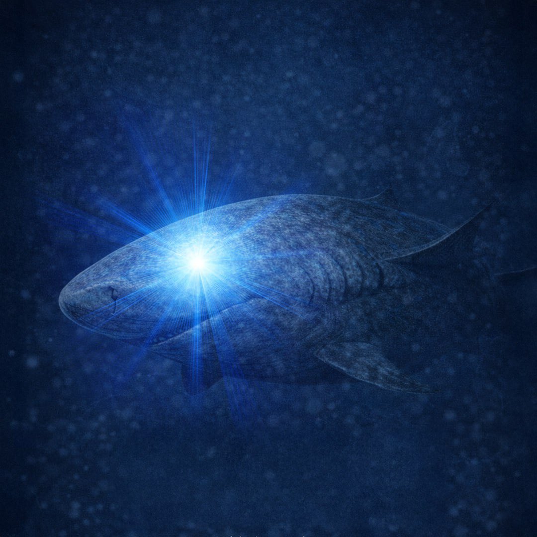 xgreenlandshark's tweet image. A hidden gem inside the ocean.. that’s me.