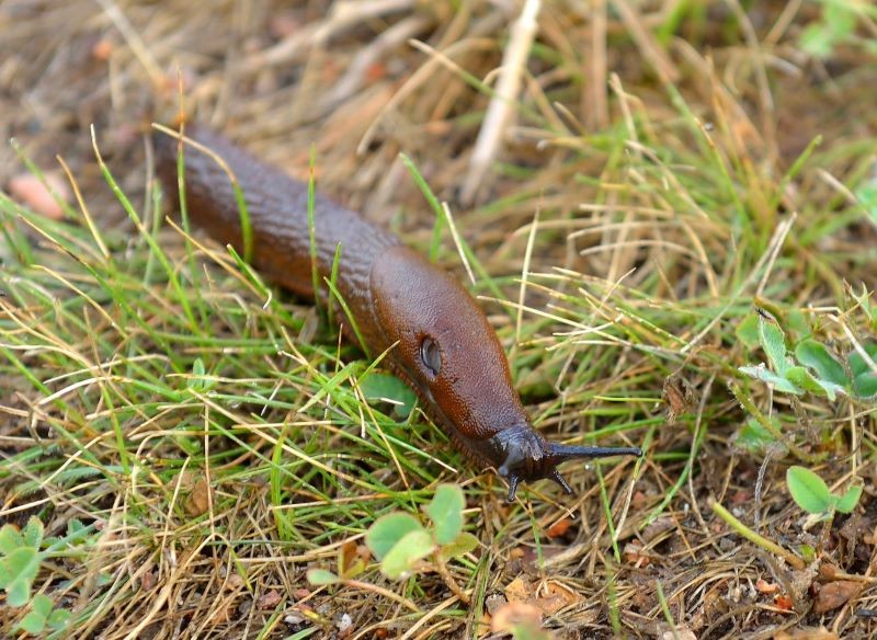 JonOnPaper_'s tweet image. Nie wszystkie ślimaki są sobie równe.

Winniczki
- białe, ze skorupą
- rodzime w Polsce
- mają zastosowanie kulinarne, kosmetyczne i medyczne
- w Polsce jest ich coraz mniej

Śliniki
- brązowe
- gatunek inwazyjny
- nie mają praktycznie żadnych zastosowań
- jest ich coraz więcej