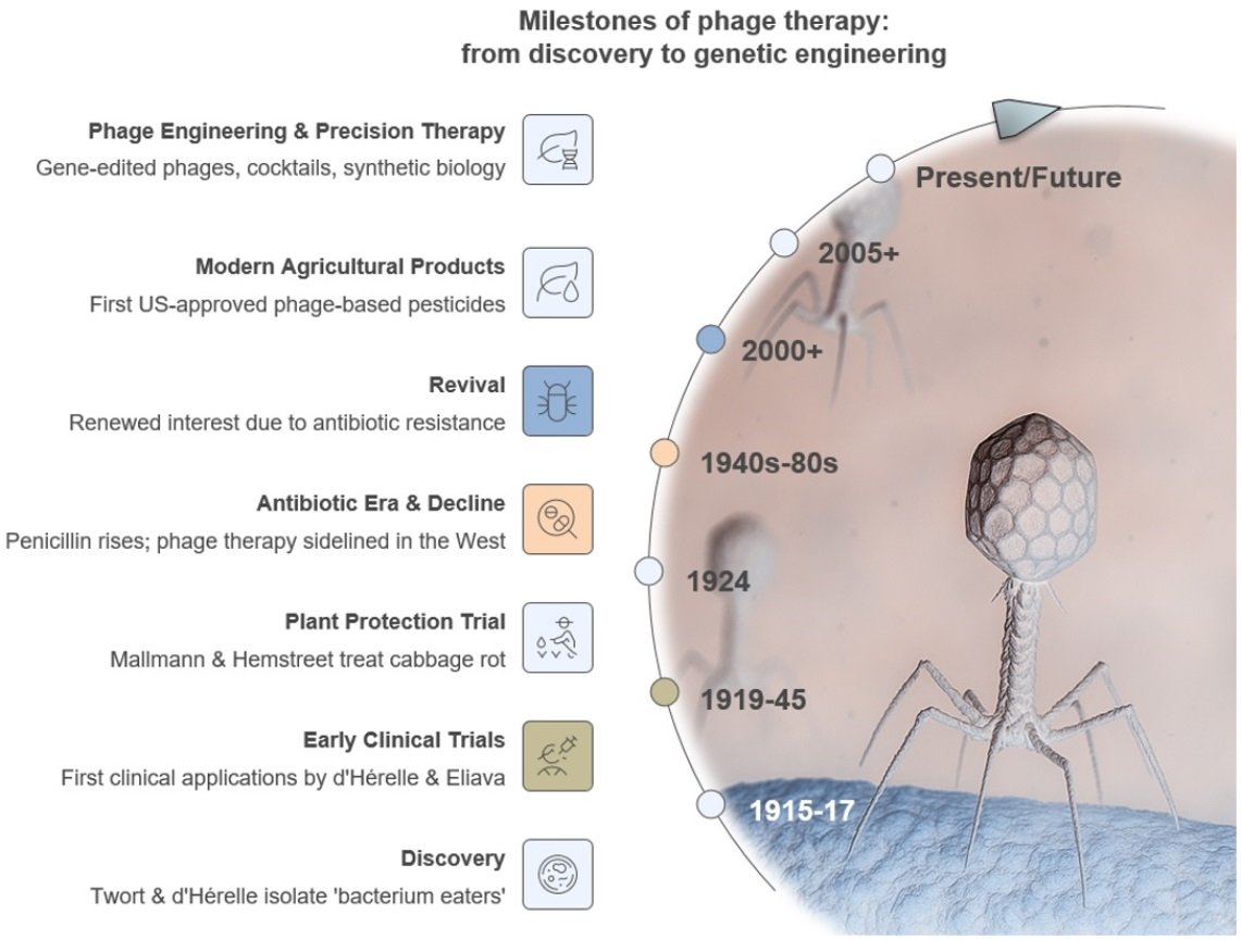 Plants_MDPI's tweet image. 🦠 From pre-antibiotic promise to modern revival: this review covers 110 years of phage therapy in plant disease management and explores how AI, synthetic biology &amp;amp; advanced delivery systems could power future biopesticides

🔗 brnw.ch/21wZAWC

#Biocontrol #PlantPathology