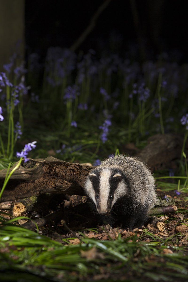 Devon Badger Group tweet media