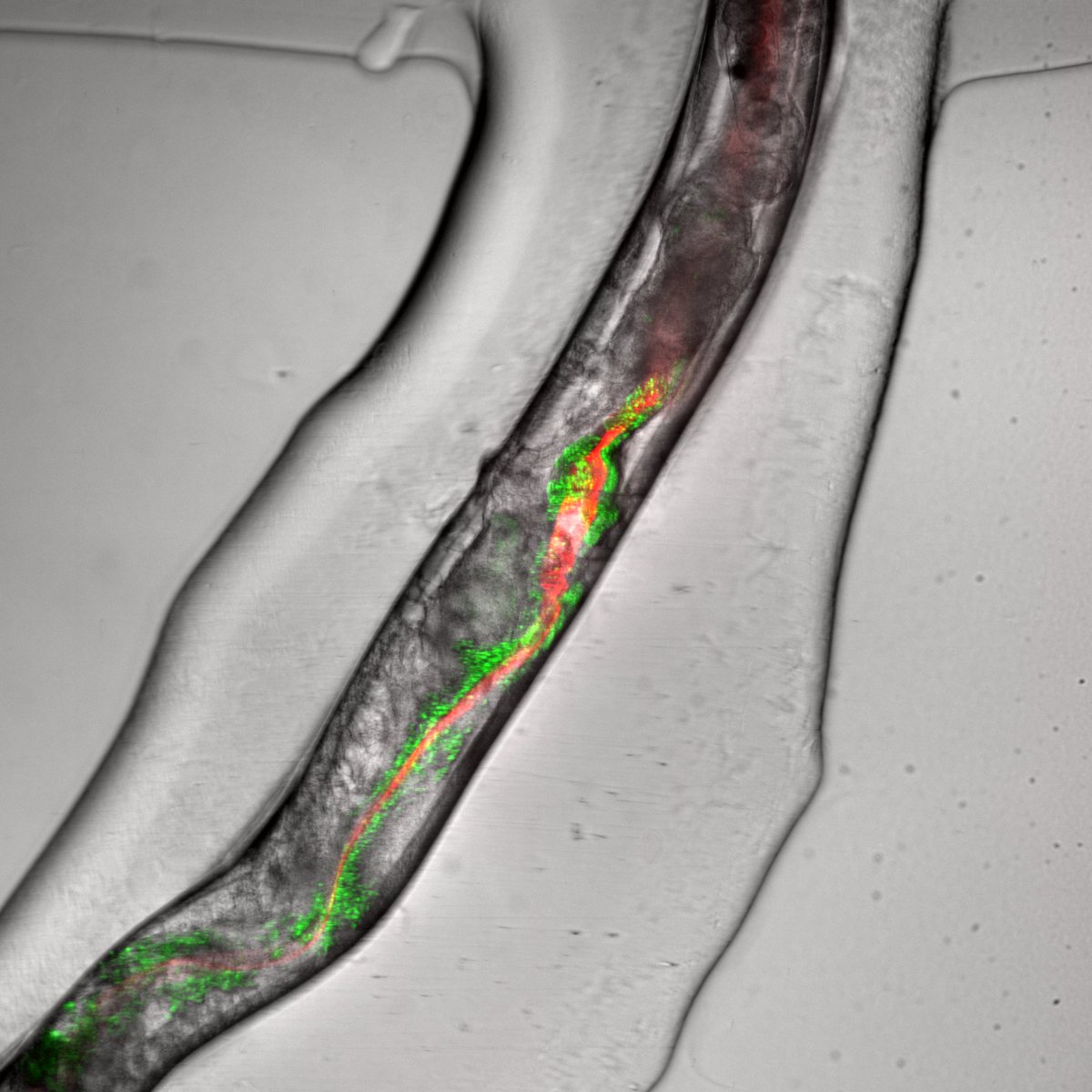 ScienceStowers's tweet photo. #MicroscopyMonday | Bacteria as a protein delivery system! Engineered glowing bacteria to secrete protein (red) inside the gut of a C. elegans worm. Green is the worm’s natural digestive processes. Worms are used to screen secretion before testing in mice. @braingutaxis (Li Lab) https://t.co/aSTtvgvjrH
