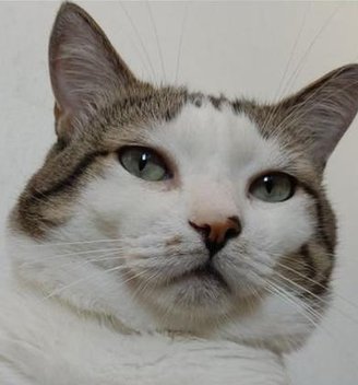 timkab's tweet image. 何の歌？ 🐫