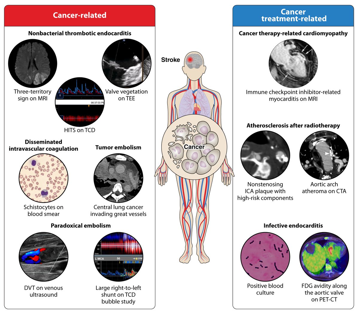 AHA Science tweet media