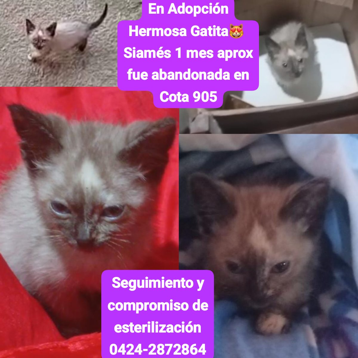 Difundo. En Adopción 😻Hermosa Gatita Siamés* 
1 mes aprox
Abandonada
en Cota 905
Entrega en su hogar
con seguimiento y 
bajo compromiso 
de esterilización
a su tiempo
Caracas 
0424-2872864
