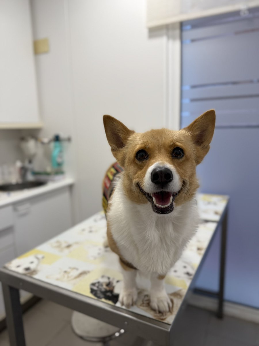 CorgiCEO tweet media