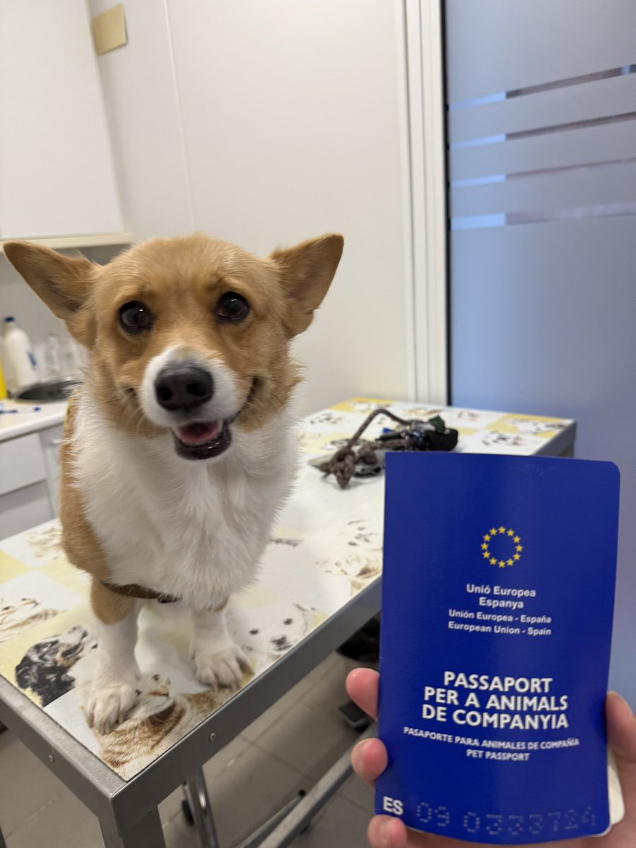 CorgiCEO tweet media