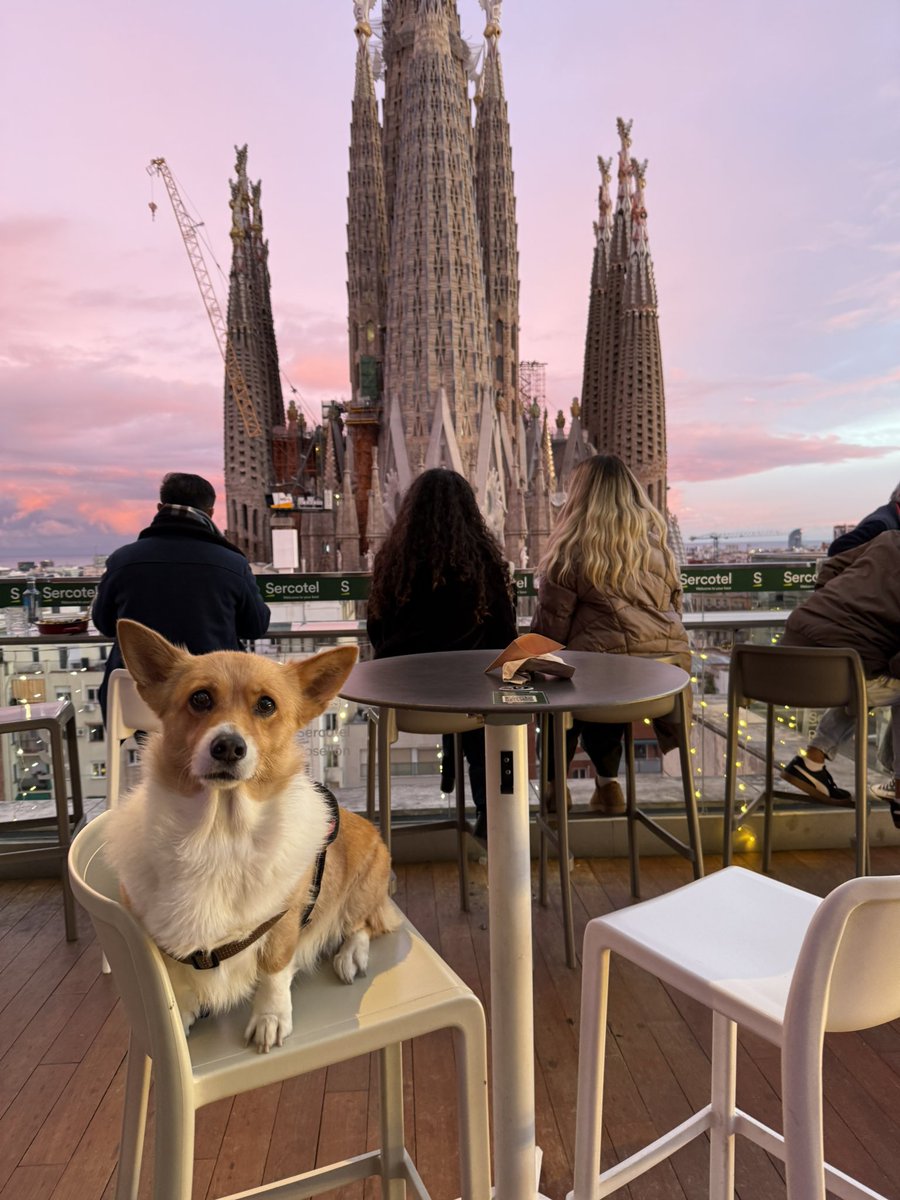 CorgiCEO tweet media