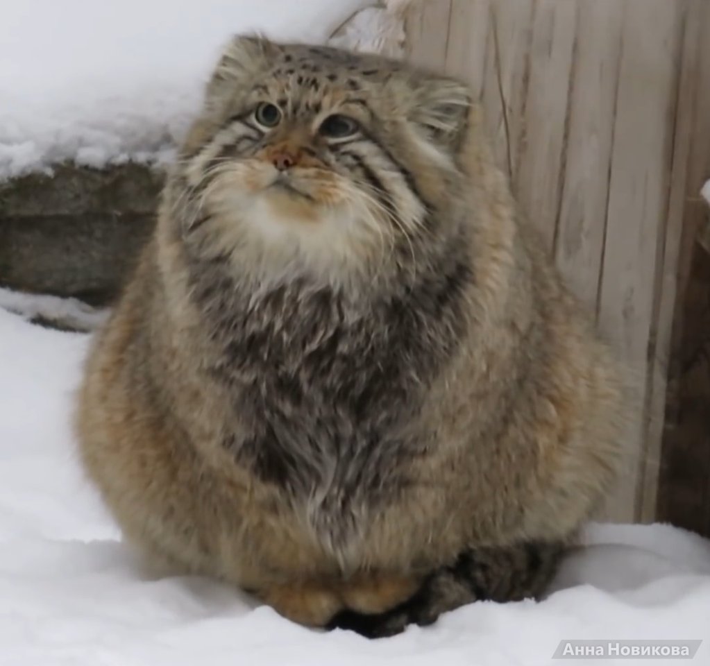 DailyMantle3's tweet photo. Zelenogorsk is CONFIRMED for the MANUL WORLD CUP 2026 https://t.co/WrmhuJdyBX